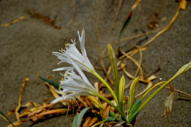 Pancratium maritimum (Amaryllidaceae)